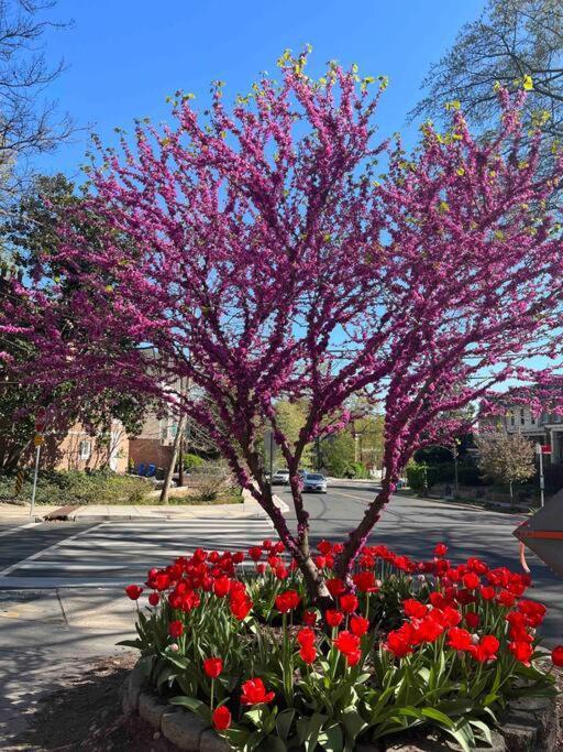 Апартаменты Glover Park/Georgetown Oasis With Parking Вашингтон Экстерьер фото